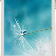 Replace Glass lens điện thoại OPPO Find Piano R8113 Hồ Chí Minh Replace Glass lens điện thoại OPPO Find Piano R8113